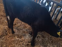 Koe, Limousin koe — foto 5