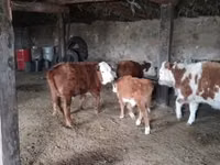 Bull, Kazakh White-headed cow — photo 1