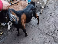Taka, Nubian Goat — 4-rasm