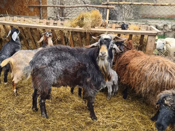 Sheep, Sheep — Moldova