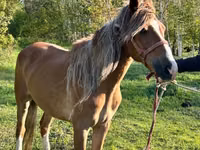 مادیان, Horse breed — عکس 6