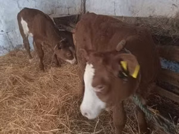 Cow, Simmental cattle — Hungary