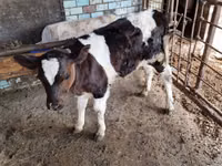 公牛, Cattle — 照片 1