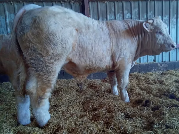 Bull, Charolais cattle — France