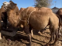 Cămile (lot, sex nespecificat), Kazakh Bactrian camel — foto 1