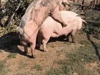 Scrofa — foto 4