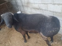Kambing jantan, Sheep — foto 1