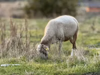 Biri-biri betina, Katum sheep — foto 1