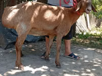 Sheep, Arashan sheep — photo 3