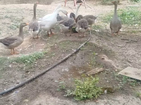 Geese — Kyrgyzstan