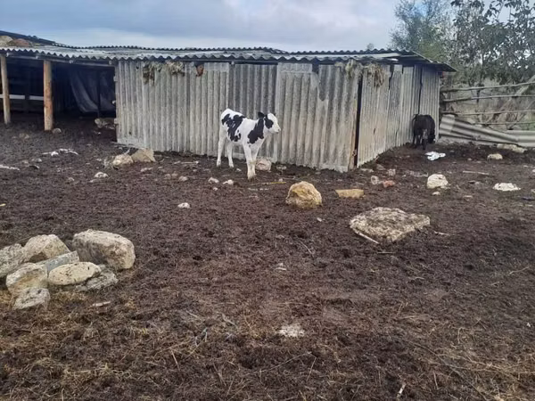 Cow, Russian Black pied cattle
