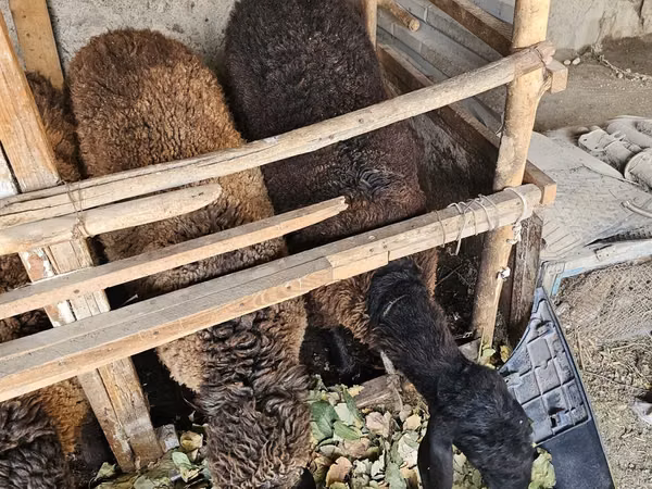 Domba (batch, jenis kelamin tidak disebutkan), Sheep