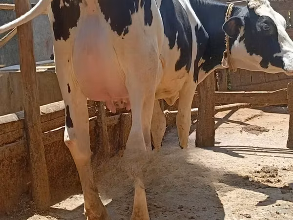 Mucca, Razza Holstein