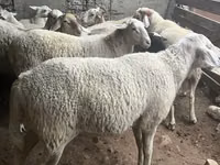 Vædder, Assaf sheep — foto 3