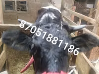 Lembu betina, Swiss cattle — foto 1