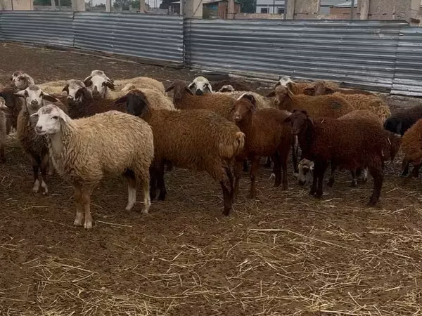Ram, Sheep — Armenia