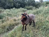 Ram, Sheep — photo 3