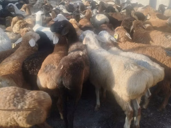 Ram, Sheep — Kazakhstan