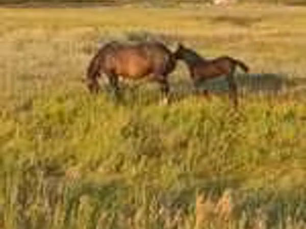 Horse (M), Horse breed — Kazakhstan