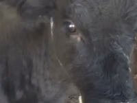 Сиыр, Latvian Blue cattle — 2-сурет