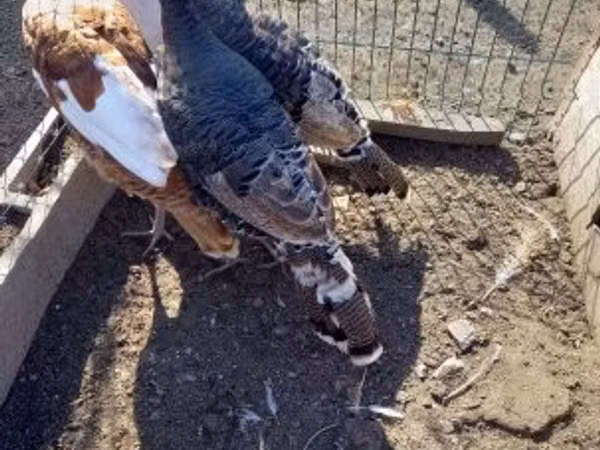 Turkeys