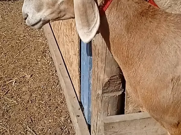 میش, Rhon sheep — قرقیزستان