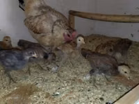 Chickens — photo 1