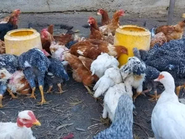 Chickens — Ungern
