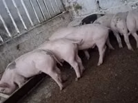 Pigs (batch, sex not specified) — photo 2