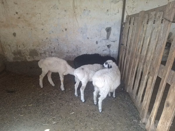 Sheep, Sheep — Uzbekistan