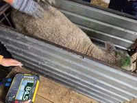 암양, Kuibyshev sheep — 사진 4