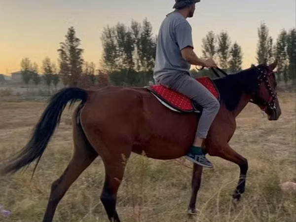 Mare, Horses — Uzbekistan
