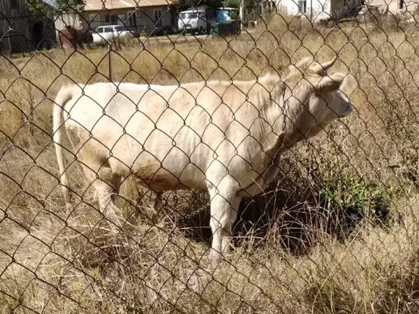 Bull, Cattle — Armenia