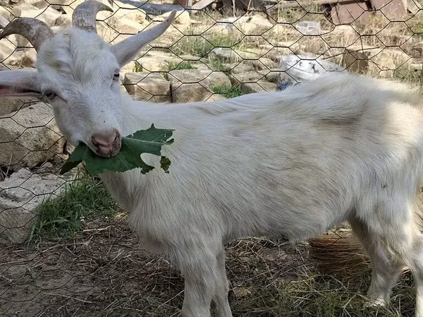Goats (batch, sex not specified), Saanen goat