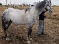 Айғыр, Friesian sport horse — 3-сурет