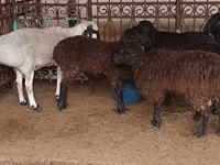 Ram, Sheep — photo 2