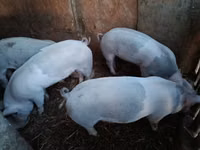 Babi hutan, Pigs — foto 4