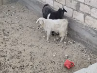 بز ماده, بز — عکس 2
