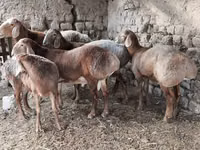 Ram, Arashan sheep — photo 8