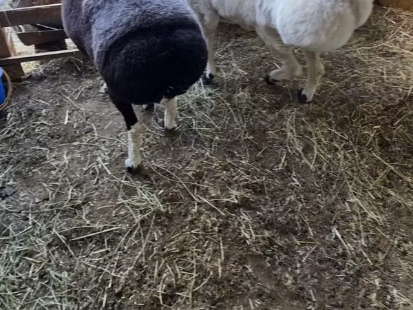 Ram, Sheep — Uzbekistan