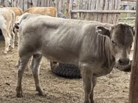 Toro, Razza Auliakol — foto 3