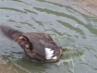 Geese — foto 2