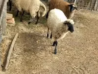 Sheep, Sheep — photo 3