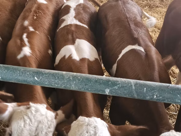公牛, Simmental cattle