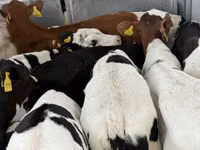 Rinder (Partie, Geschlecht nicht angegeben), Simmental cattle — Foto 6