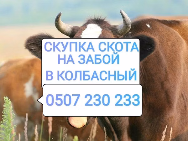 Bull, Cattle — Kyrgyzstan