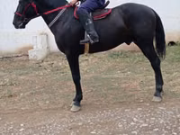 اسب نر, Karabakh horse — عکس 1
