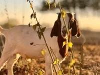 ፍየል, Boer goat — ፎቶ 6