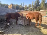 Cavallo, Cavalli — foto 3