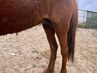 Mare, Kazakh horse — photo 4